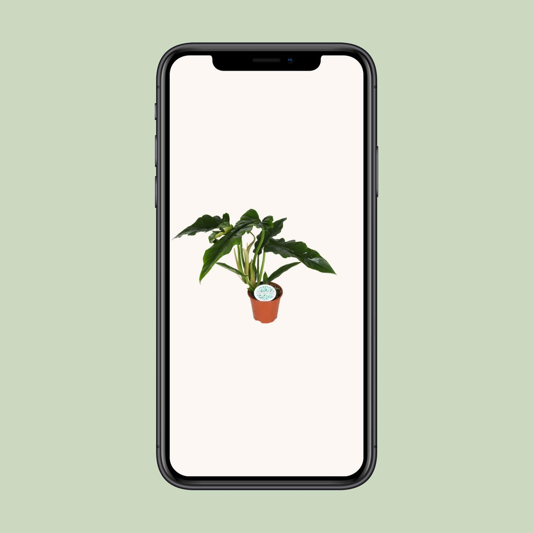 Philodendron Narrow - Ø14cm - ↕40cm