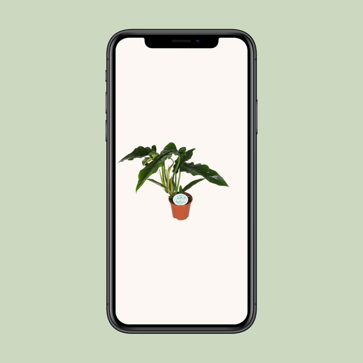 Philodendron Narrow - Ø14cm - ↕40cm