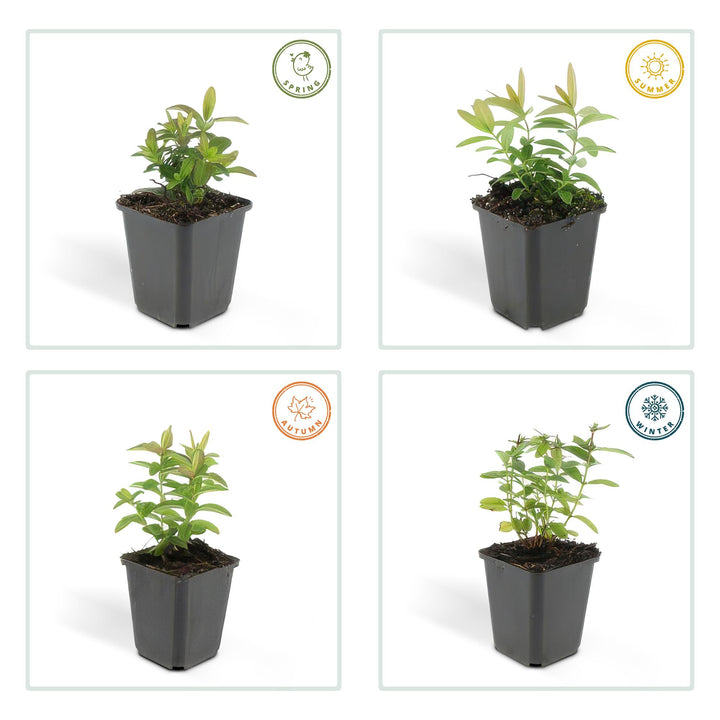 12x Hypericum calycinum - ↕10-25cm - Ø9cm