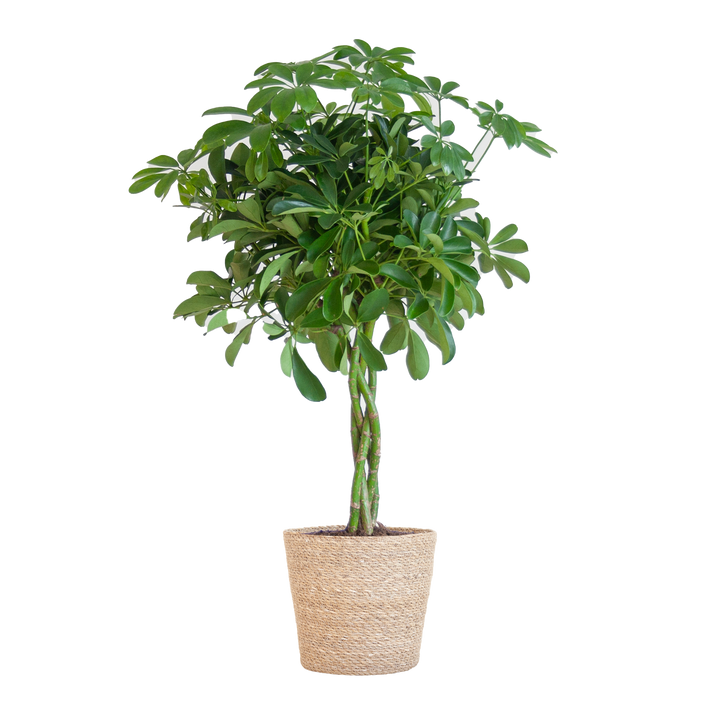 Schefflera Arab Nora met Mand Sofia naturel  - 70cm - Ø21