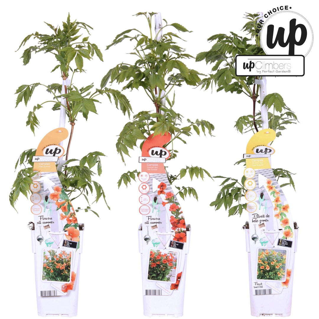 3x Campsis Summer Deal - Campsis Summer Jazz Fire Trumpet - Campsis Summer Jazz Gold Trumpet - Campsis Indian Summer - ↨65cm - Ø15cm
