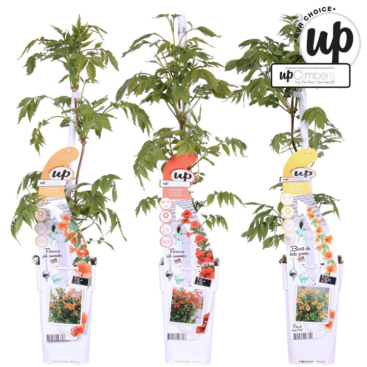 3x Campsis Summer Deal - Campsis Summer Jazz Fire Trumpet - Campsis Summer Jazz Gold Trumpet - Campsis Indian Summer - ↨65cm - Ø15cm