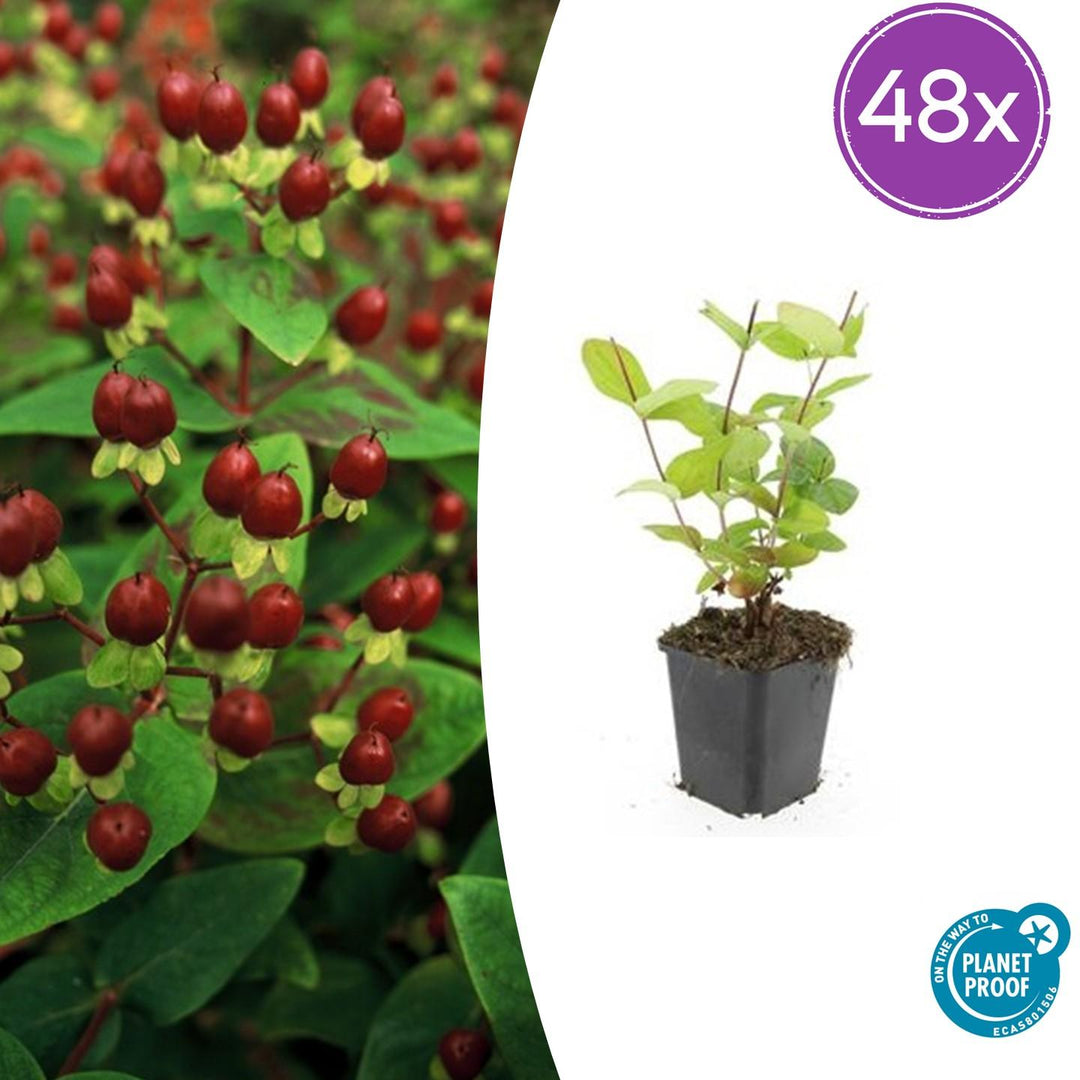 48x Hypericum inodorum 'Beauty' - ↕10-25cm - Ø9cm