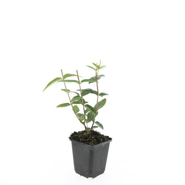 24x Hypericum inodorum 'Rheingold' - ↕10-25cm - Ø9cm
