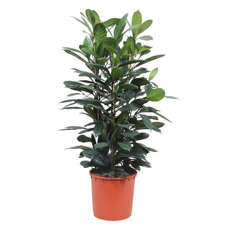 Ficus Cyathistipula struik - 140 cm - ø34