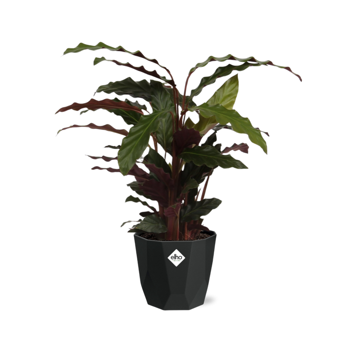 Calathea Rufibarba ‘Tropistar’ in 14cm b.for rock living black