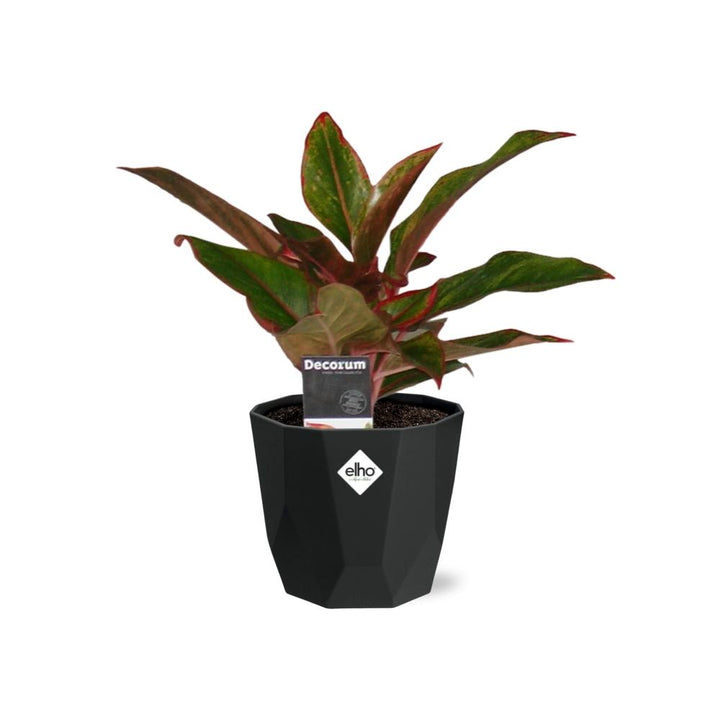 Aglaonema Crete in 14cm b.for rock living black