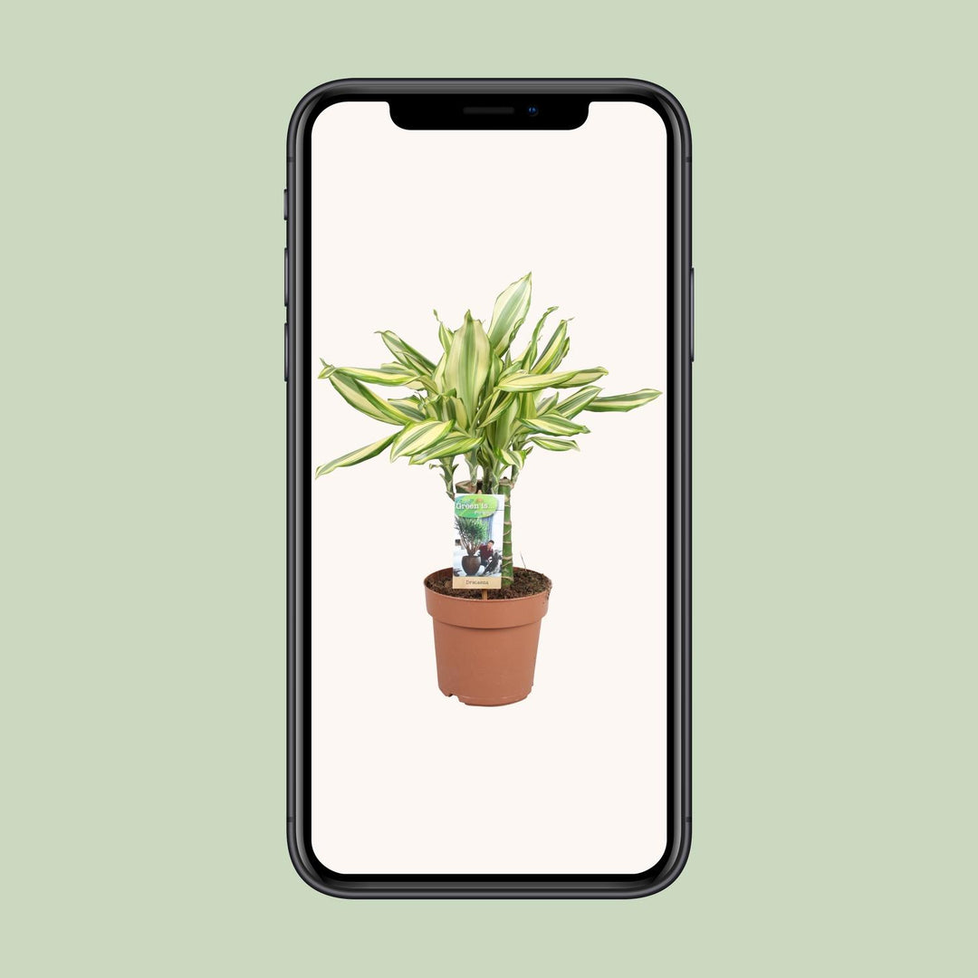 Dracaena Diamonddream - Ø17cm - ↕40cm