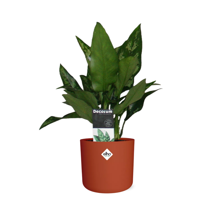 Aglaonema Maria in ELHO b.for soft rond 14cm brique