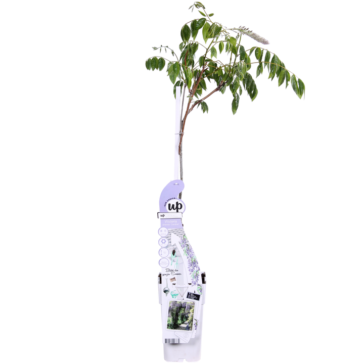 Wisteria sinensis Caroline - Paarse Regen - Ø15cm - ↕65cm