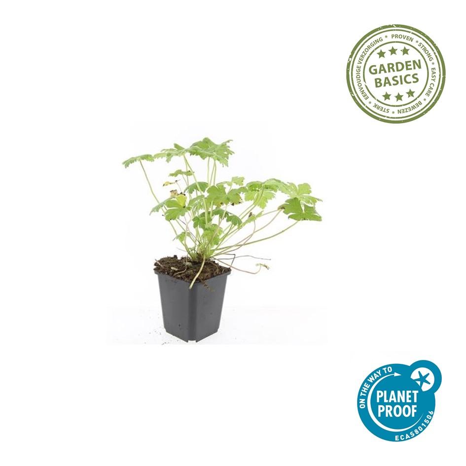 20x Geranium 'Tiny Monster' - ↕10-25cm - Ø9cm