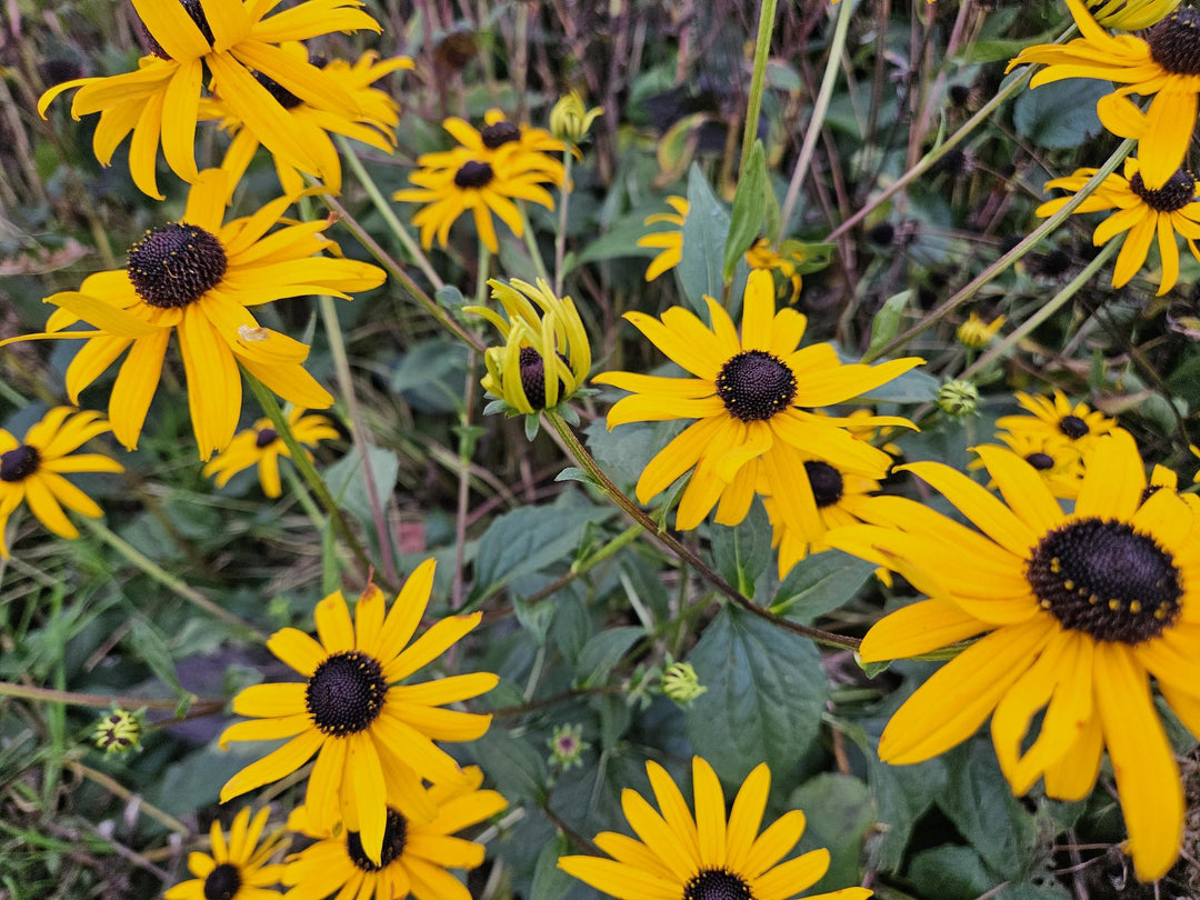 48x Rudbeckia fulgida 'Goldsturm' - ↕10-25cm - Ø9cm