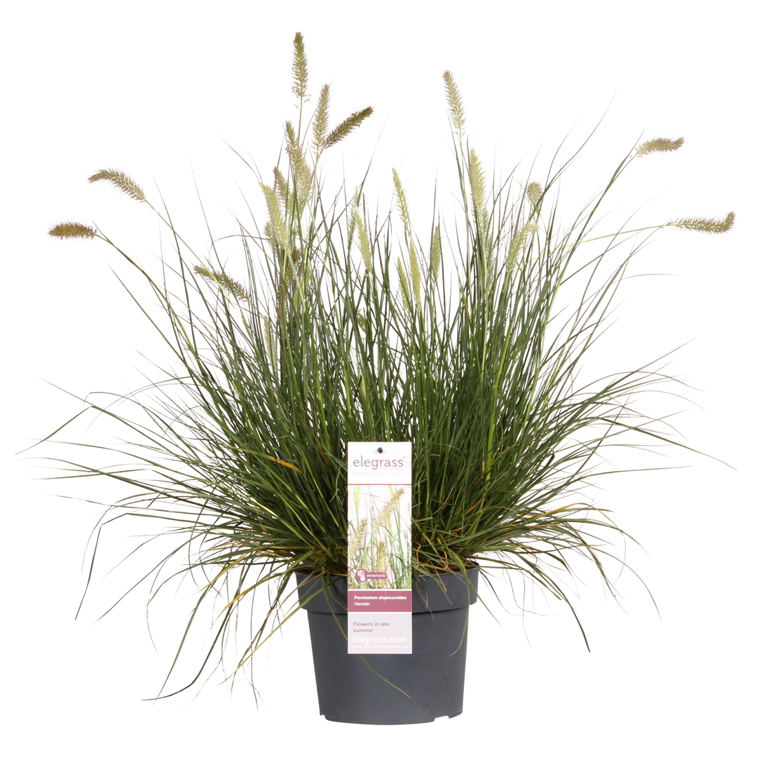 Pennisetum alopecuroides 'Hameln' - Ø19cm - ↕40cm - Ø19 - ↨40cm