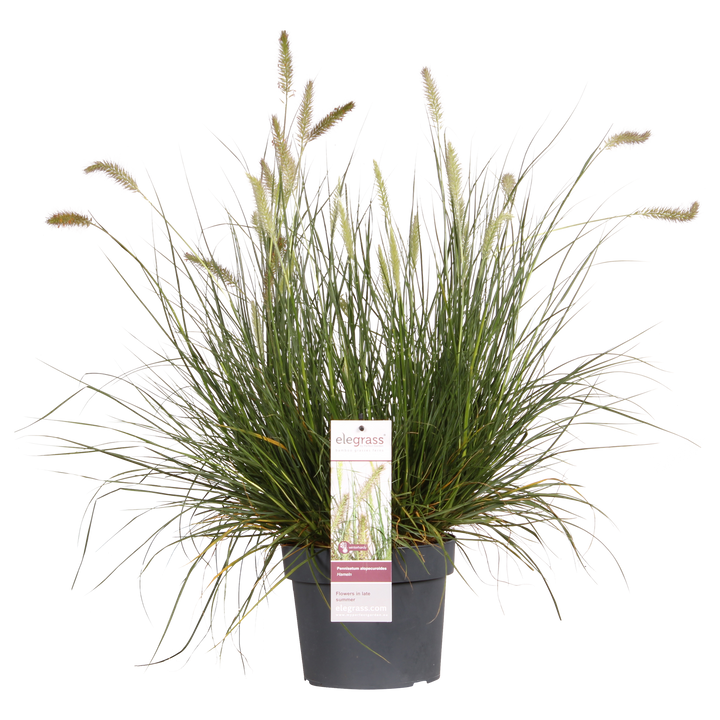 Pennisetum alopecuroides 'Hameln' - Ø19cm - ↕40cm - Ø19 - ↨40cm