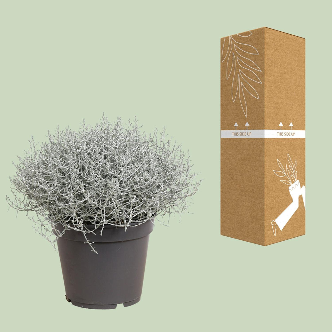 Leucophyta (Calocephalus) Brownii - Ø17cm - ↕30cm