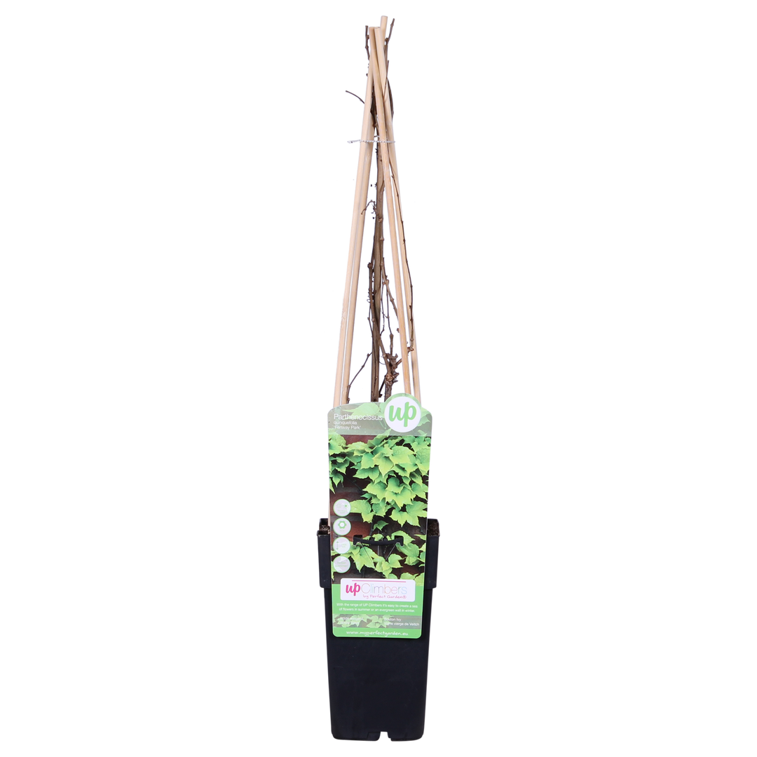 Parthenocissus tricuspidata 'Fenway Park' - Geel-groene Wilde Wingerd - Ø15cm - ↕65cm