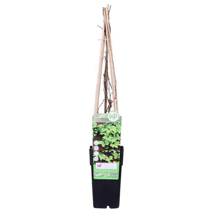 Parthenocissus tricuspidata 'Fenway Park' - Geel-groene Wilde Wingerd - Ø15cm - ↕65cm