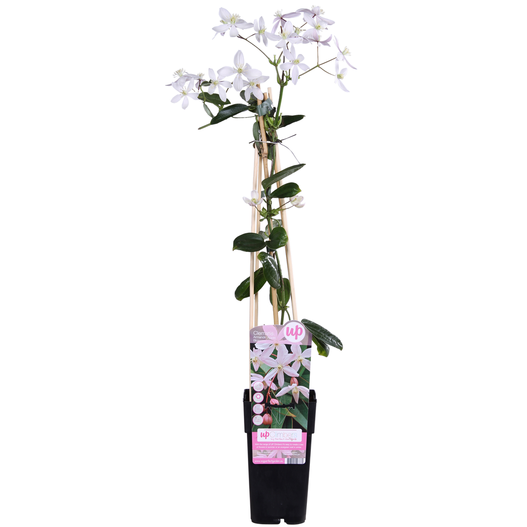 Clematis armandii Apple Blossom - Groenblijvende Clematis Lichtroze - Ø15cm - ↕65cm