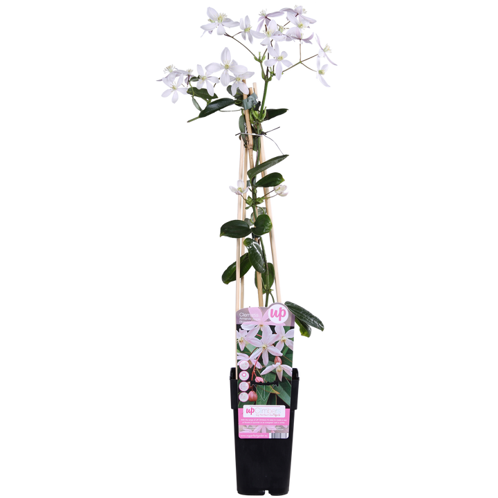 Clematis armandii Apple Blossom - Groenblijvende Clematis Lichtroze - Ø15cm - ↕65cm