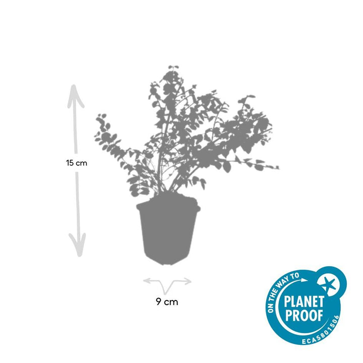 48x Symphoricarpos ch. 'Hancock' - ↕10-25cm - Ø9cm