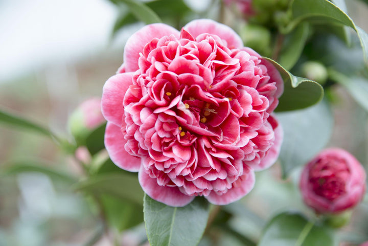 Camellia jap. 'Volunteer' - Ø13cm - ↕20cm