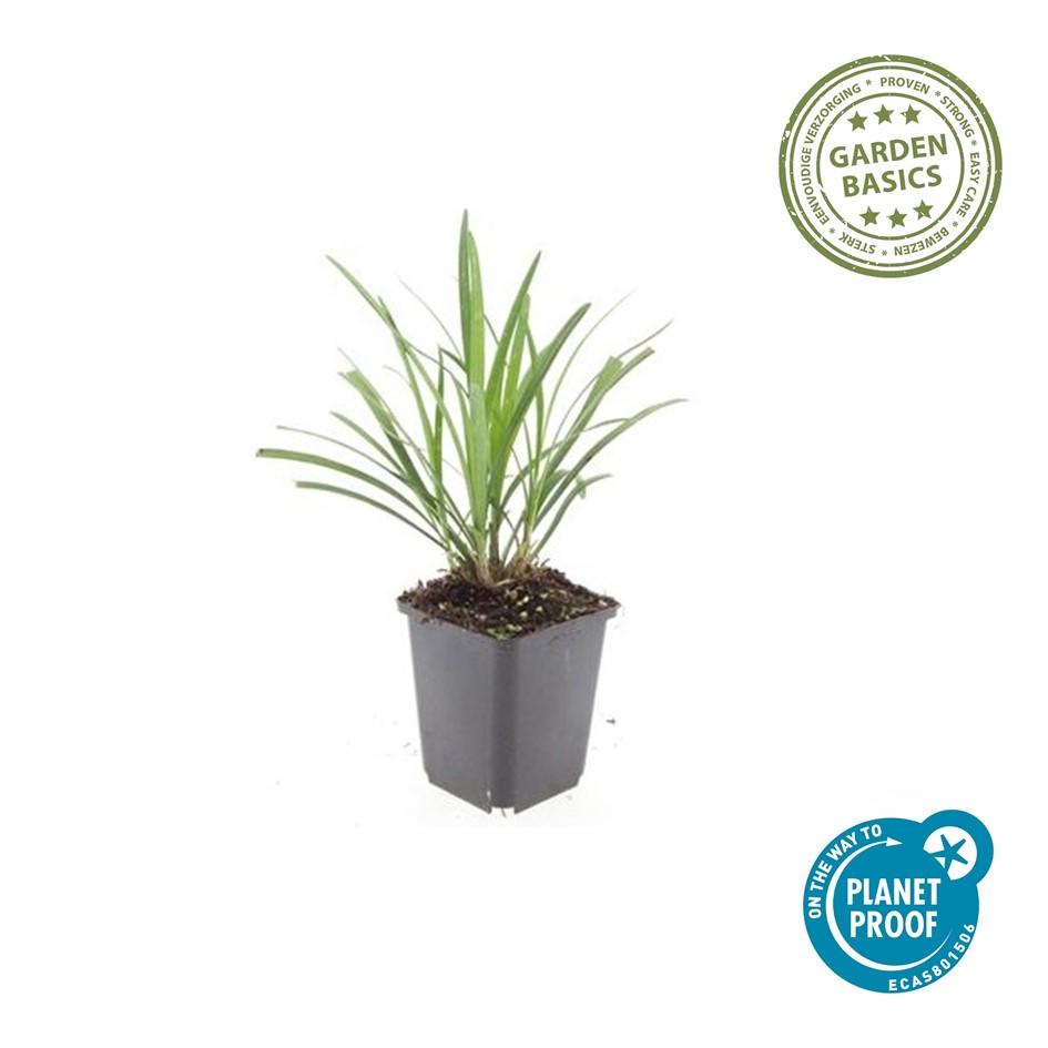 24x Liriope muscari 'Ingwersen' - ↕10-25cm - Ø9cm