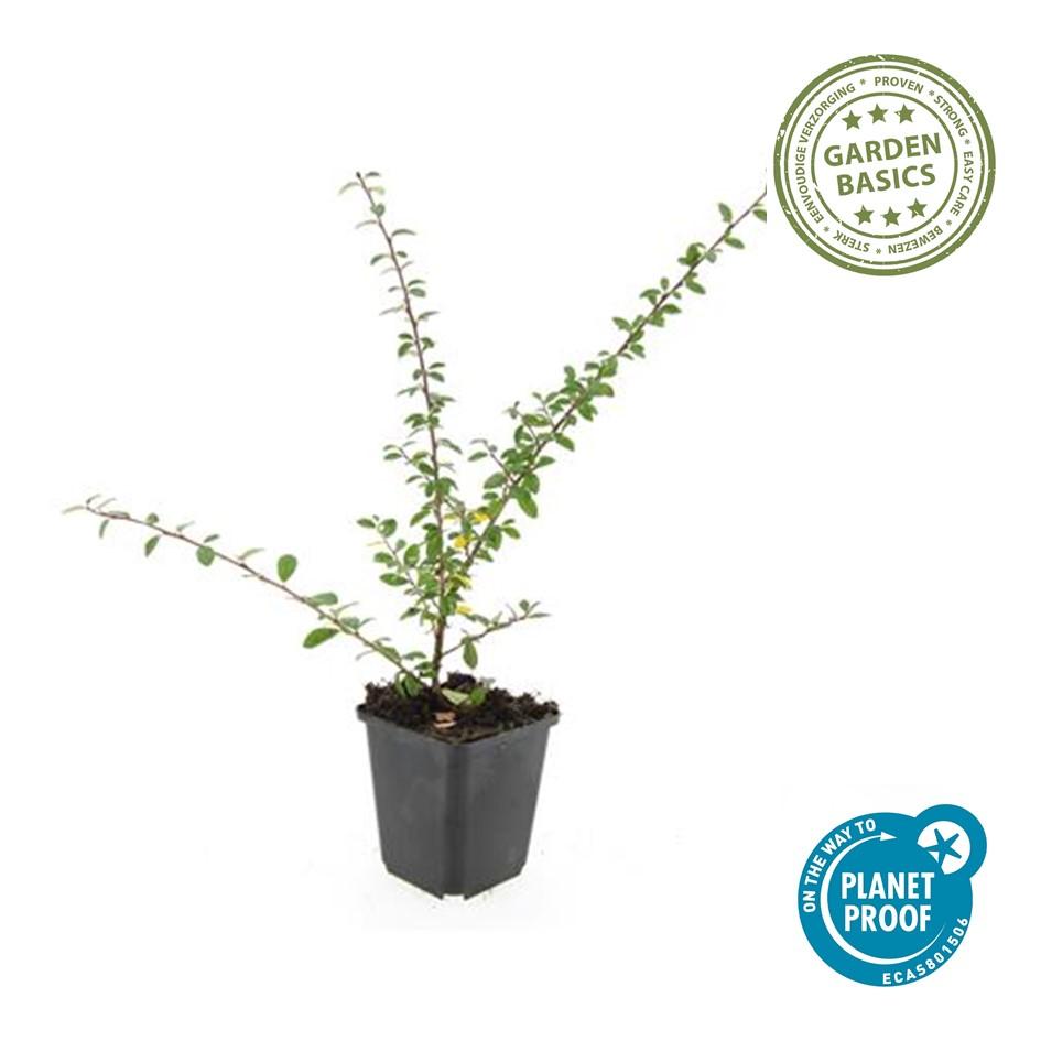 20x Cotoneaster suec. 'Coral Beauty' - ↕10-25cm - Ø9cm
