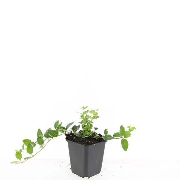 24x Vinca minor 'Argenteovariegata' - ↕10-25cm - Ø9cm