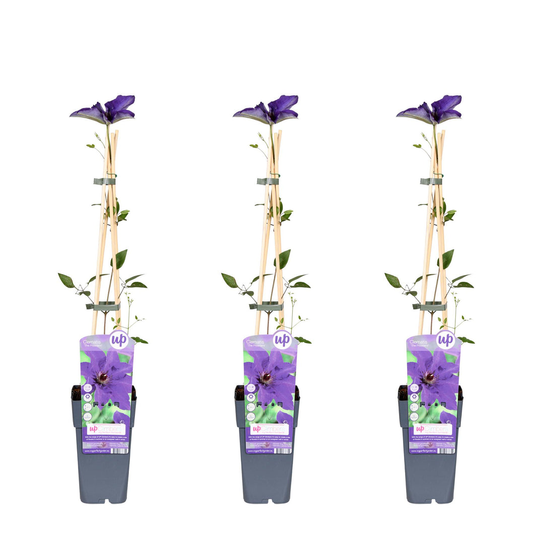 3x - Clematis The President - ↨65cm - Ø15