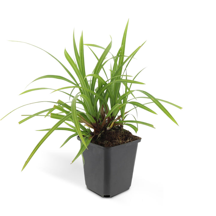 24x Carex morrowii 'Irish Green' - ↕10-25cm - Ø9cm