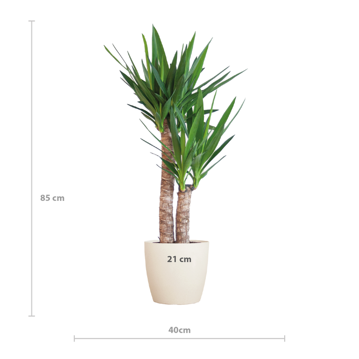 Yucca Elephantipes met Viber wit - 90cm - Ø21