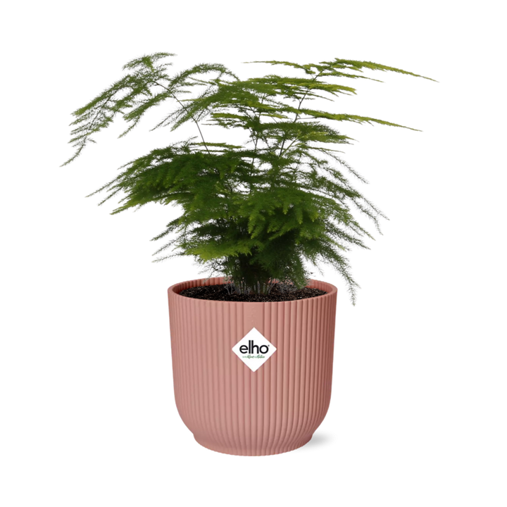 Asparagus Setaceus ‘Plumosus’ in ELHO Vibes Fold 14cm roze