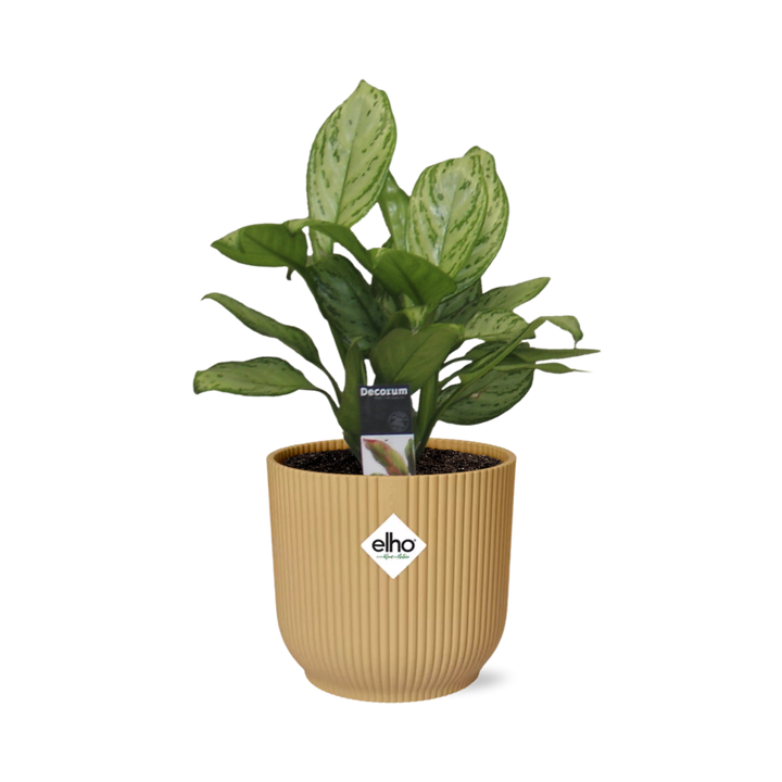Aglaonema Christina in ELHO Vibes Fold 14cm geel