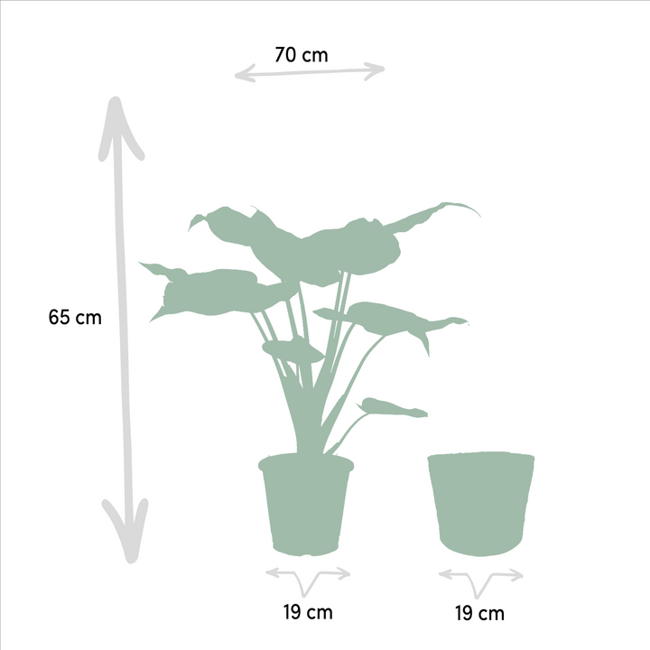 Alocasia Cucullata - Ø19cm - ↕65cm + Mand Selin