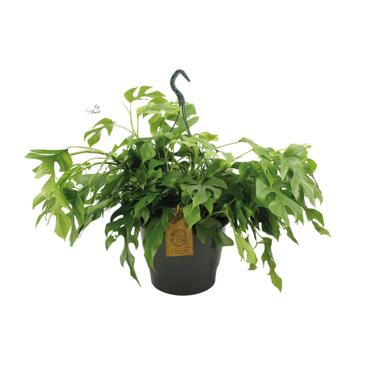 Monstera Minima 27cm HP - Ø27cm - ↕50cm