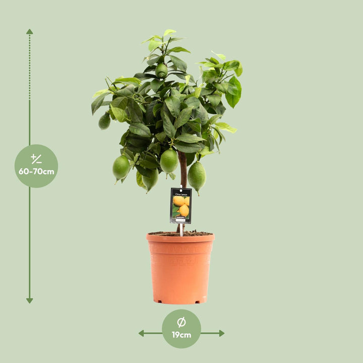 Citrus Lemon - Ø19cm - ↕70cm
