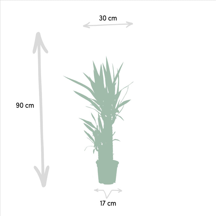 Yucca - Ø17cm - ↕90cm