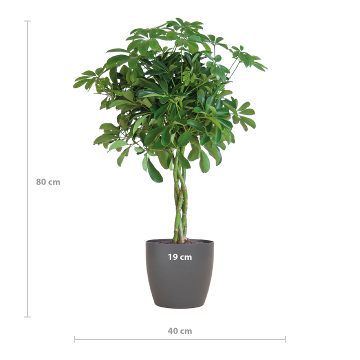 Schefflera Arab Nora met Viber grijs - 70cm - Ø21