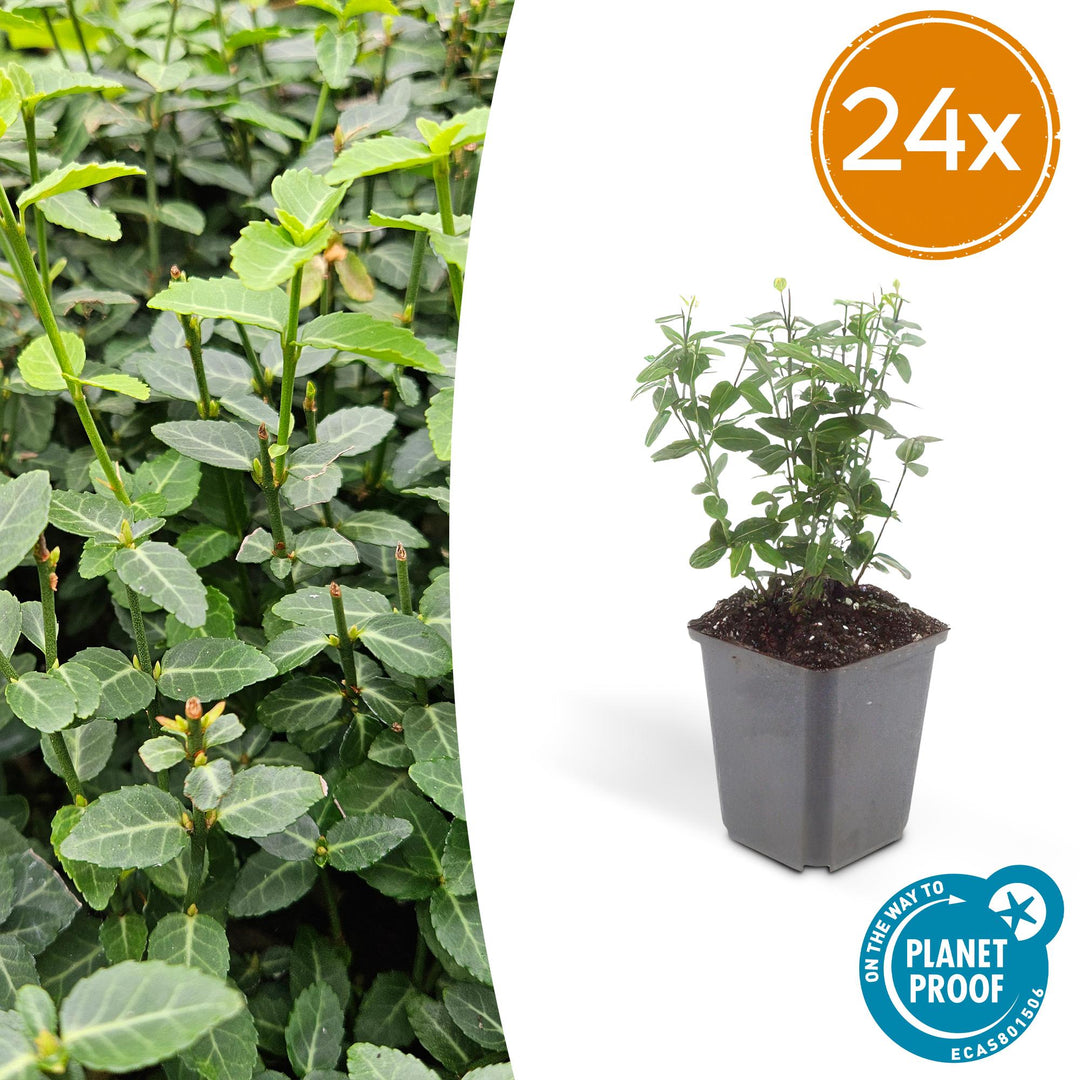 24x Euonymus fortunei radicans - ↕10-25cm - Ø9cm