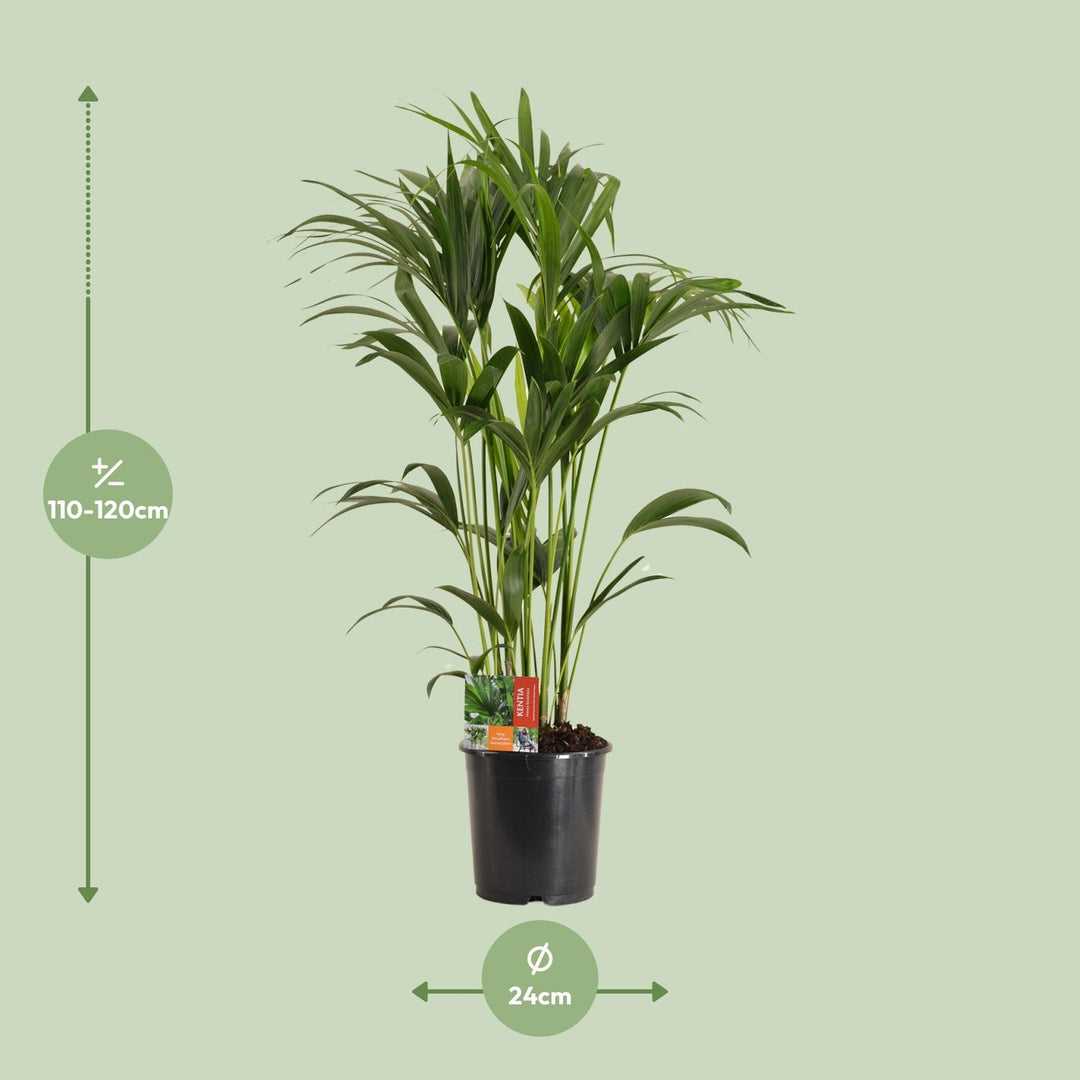Howea Forsteriana - Ø24cm - ↕120cm