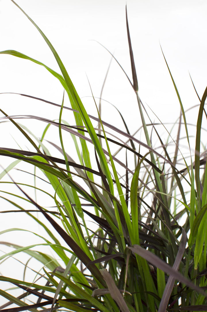 Pennisetum x advena 'Summer Samba' - Ø19cm - ↕50cm