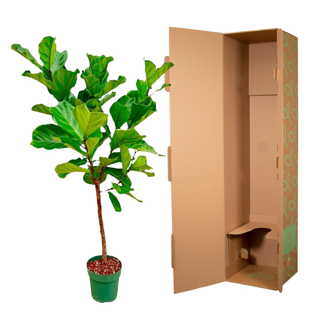 Ficus Lyrata stam  - 170cm - ⌀30