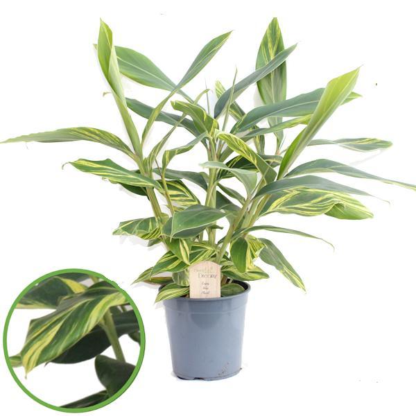 Alpinia Zerumbet - Ø21cm - ↕80cm