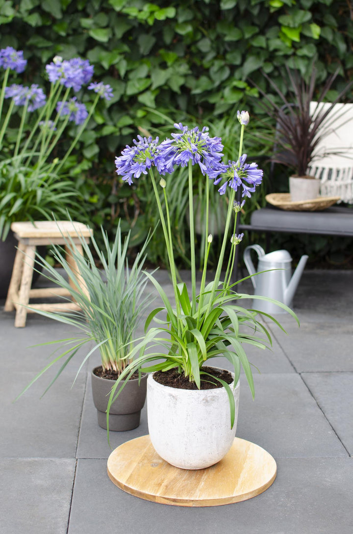 Agapanthus 'Ever Sapphire' - Ø19cm - ↕75cm