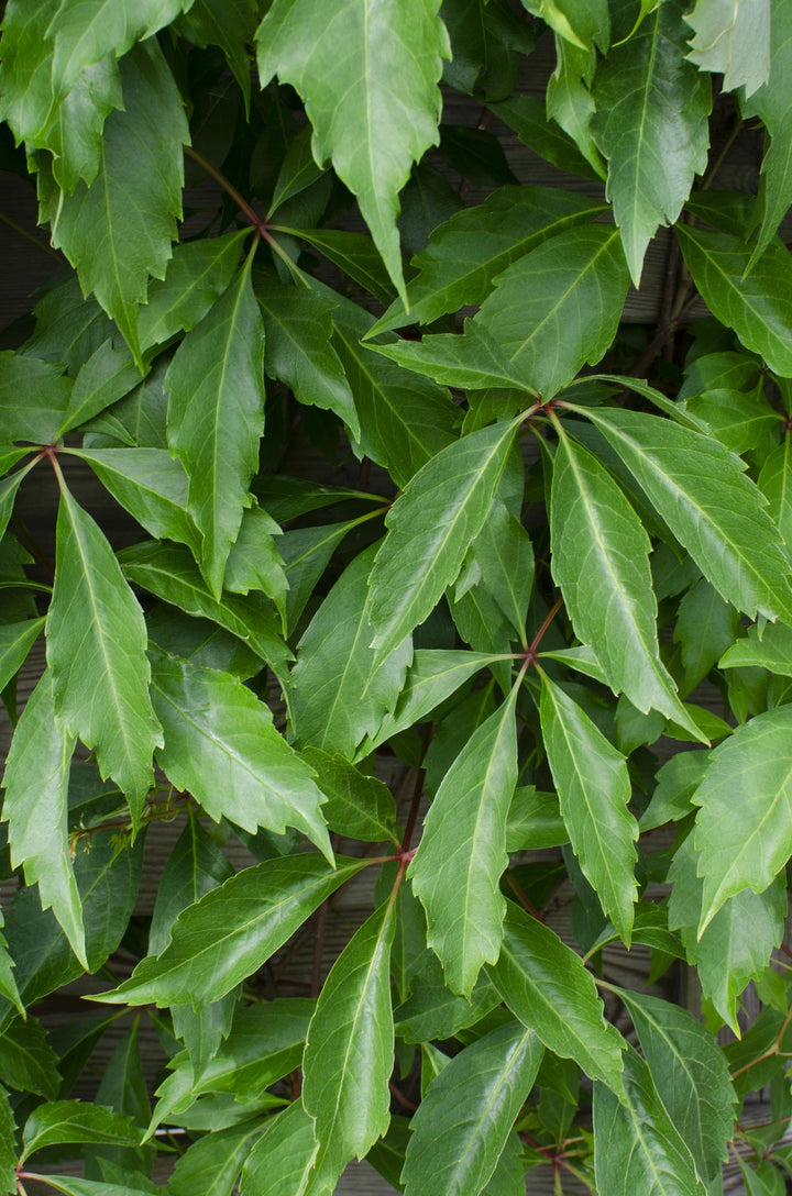 3x - Parthenocissus q. var. 'Engelmannii' - ↨65cm - Ø15