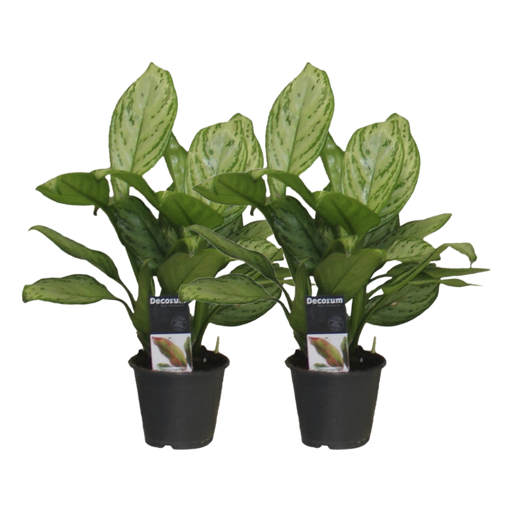 Aglaonema Christina - 2 stuks - ø12 - ↕30cm