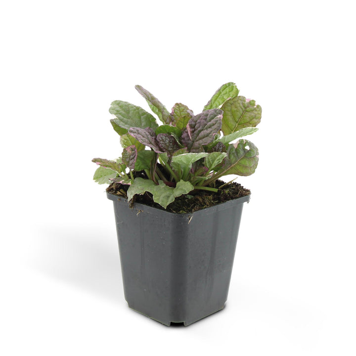 24x Ajuga reptans 'Burgundy Glow' - ↕10-25cm - Ø9cm