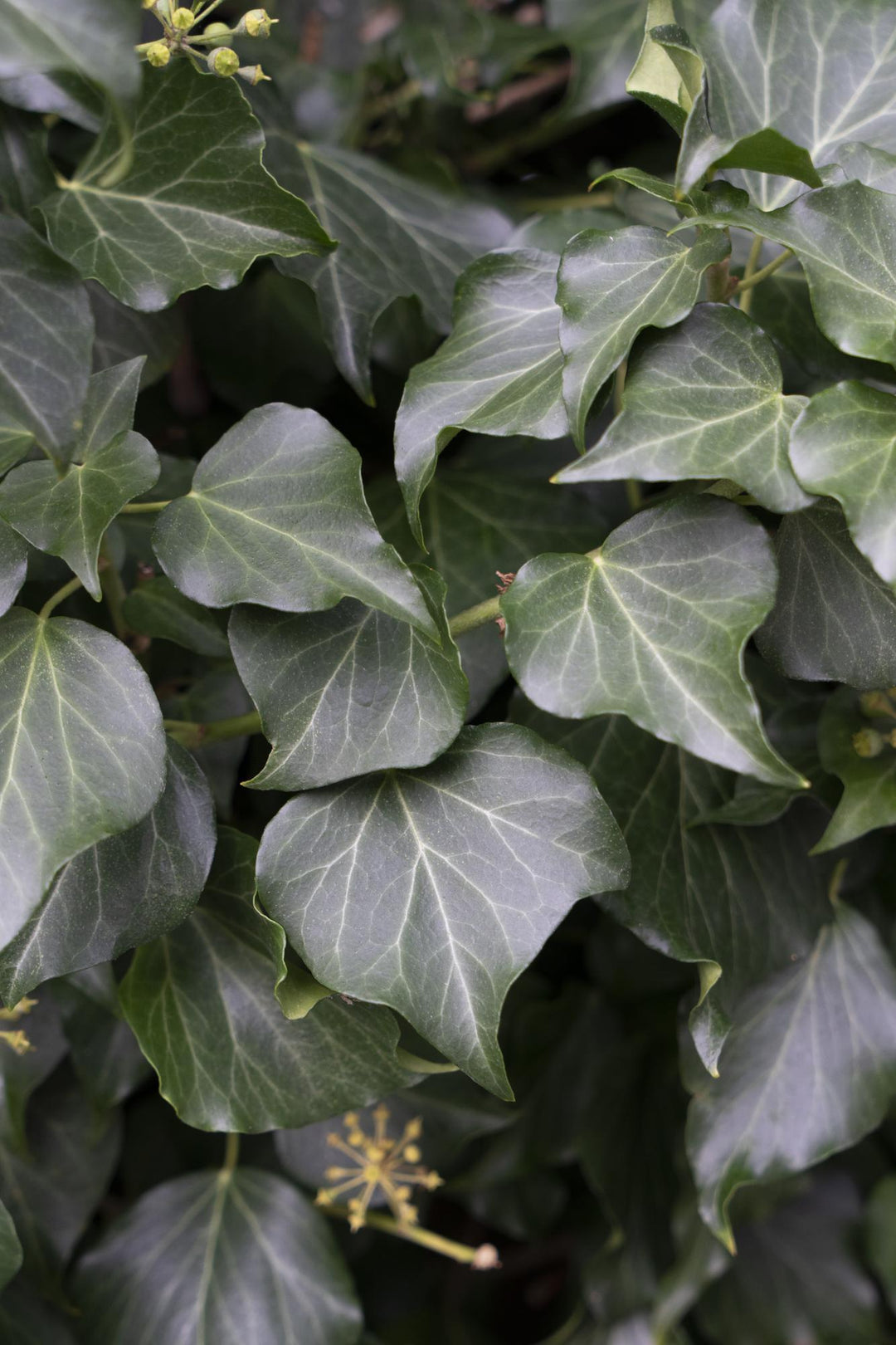 4x - Hedera hibernica - ↨65cm - Ø15
