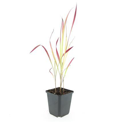 24x Imperata cylindrica 'Red Baron' - ↕10-25cm - Ø9cm