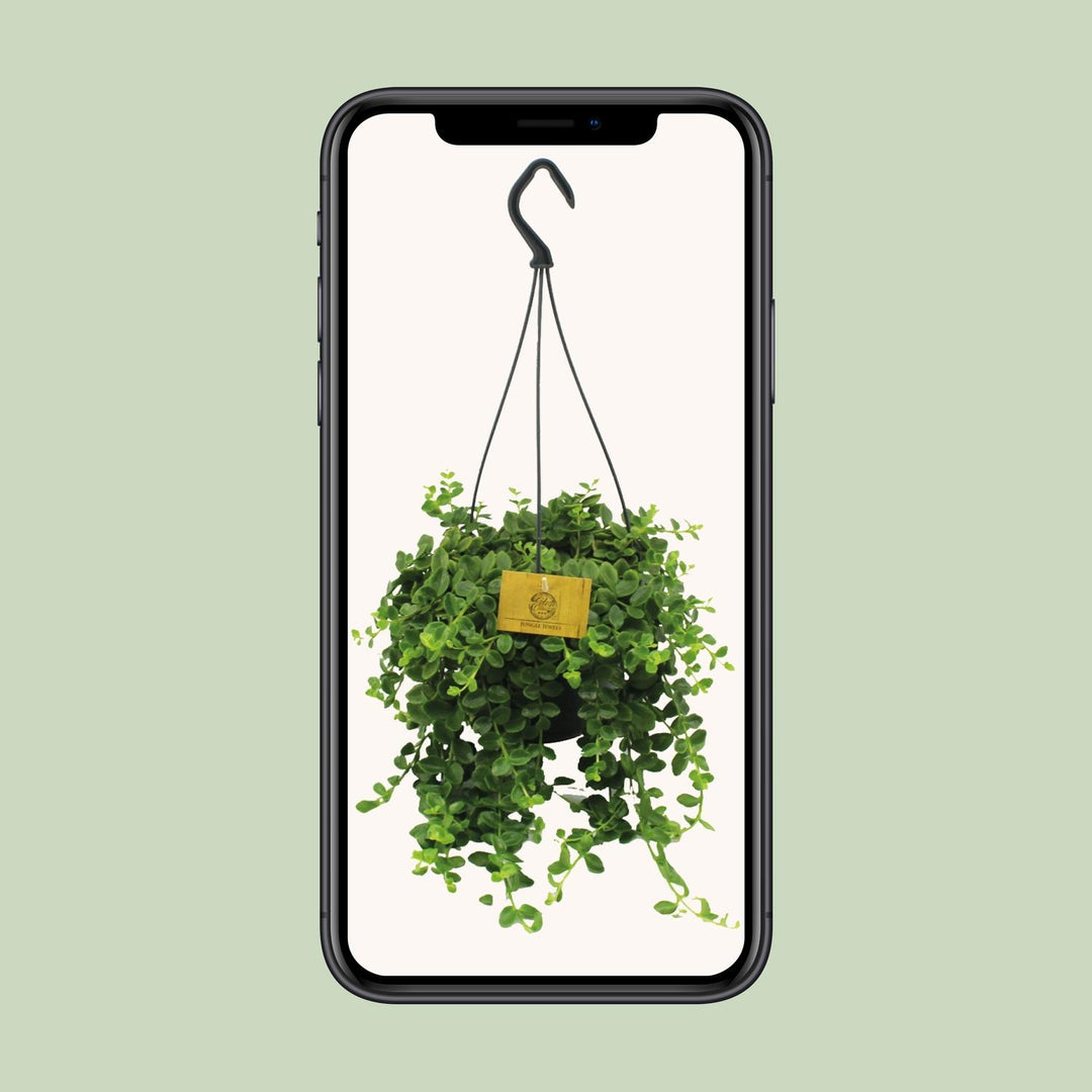 Kalanchoe Mangini - Ø15cm - ↕40cm